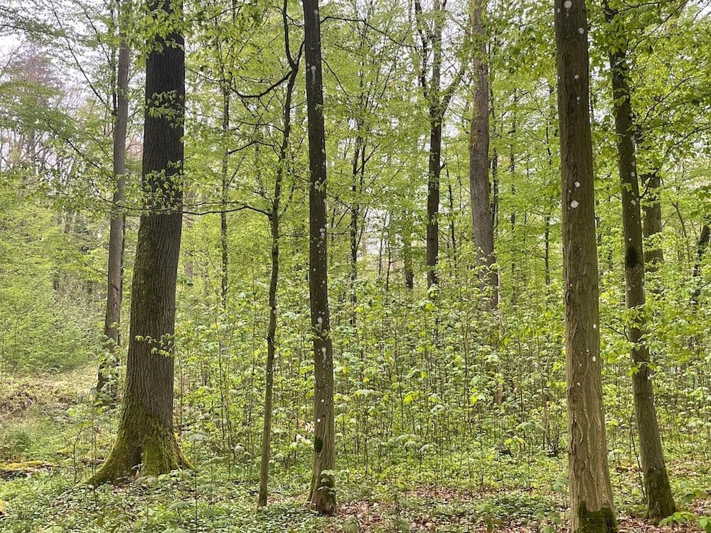 Naturverjüngung im Projekt