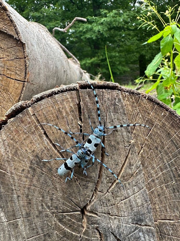 Bild Alpenbockkäfer