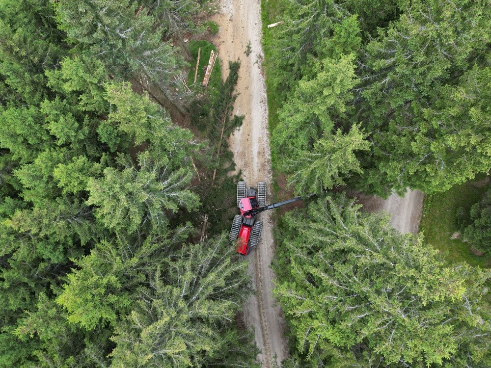 Bestandespflege Bild