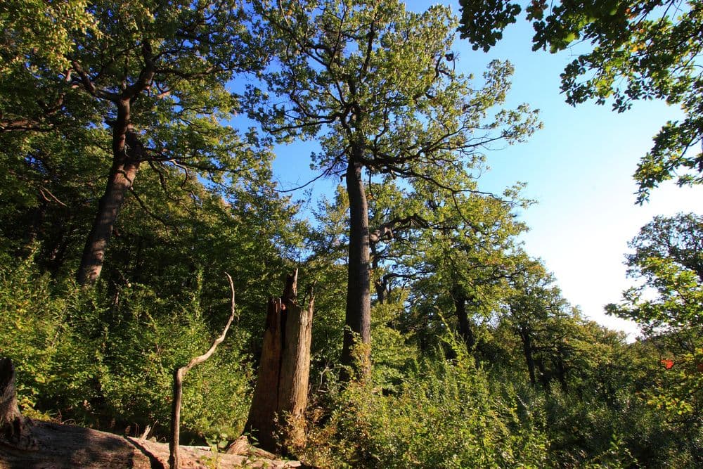Vielschichtiger Wald