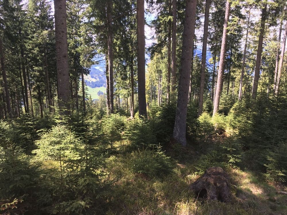 Naturverjüngung-Bild