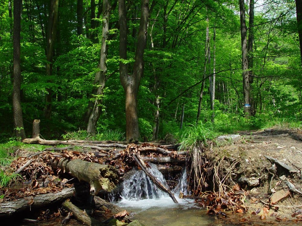 Tadellose Torrent-Kurse