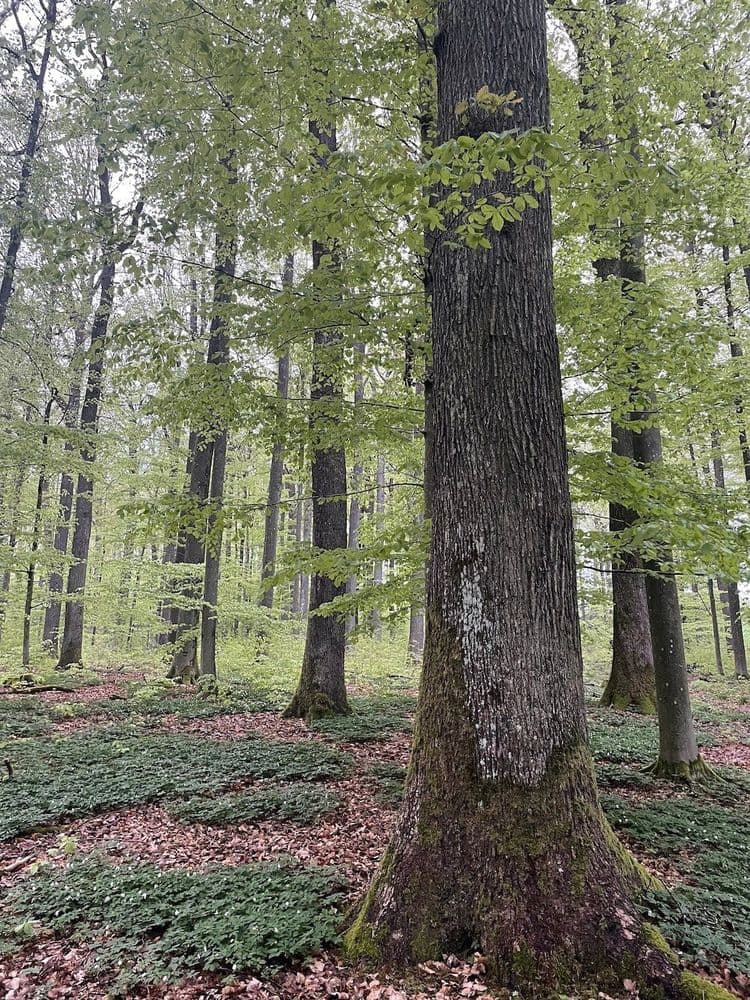 Mehrere Bäume in verschiedenen Abständen