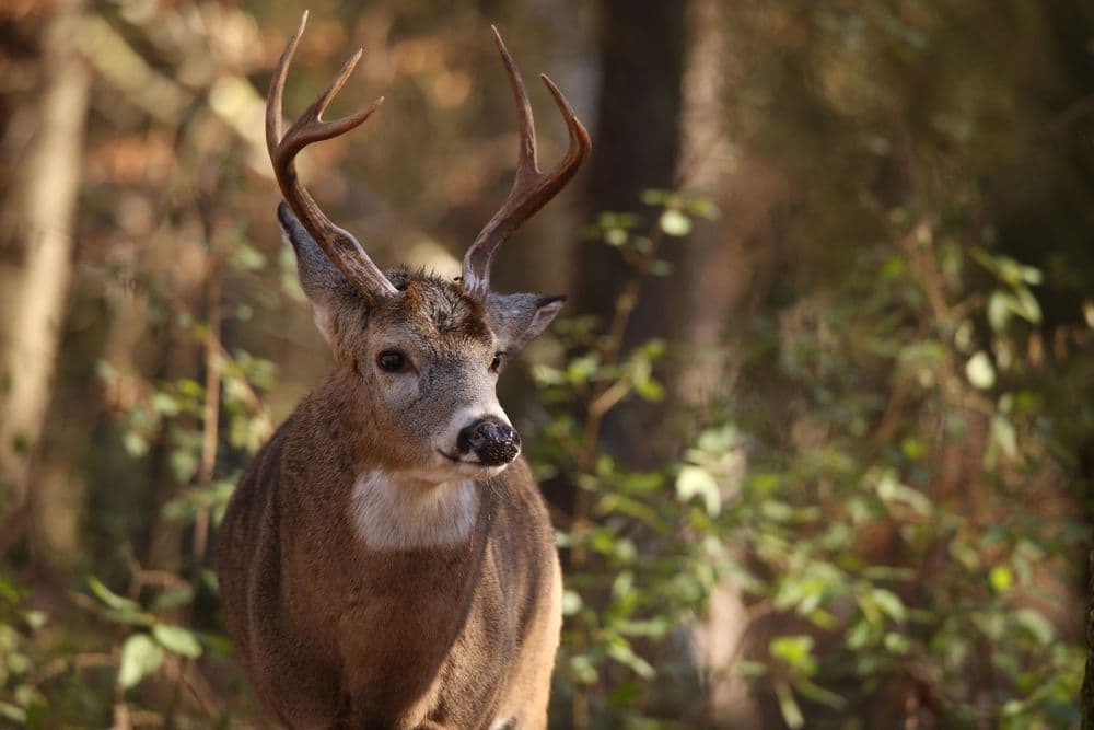 Weißwedelhirsch Bild