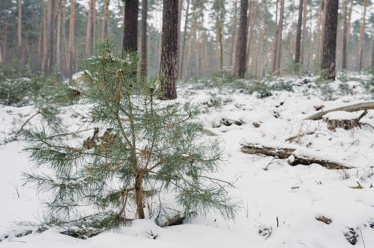 Kiefer Naturverjüngung