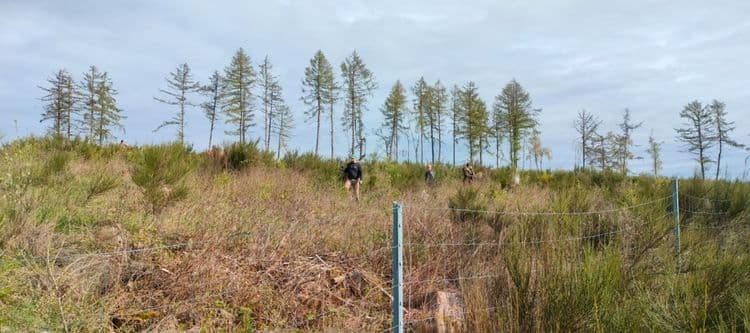 A forest of the project Benfe from Pina Earth