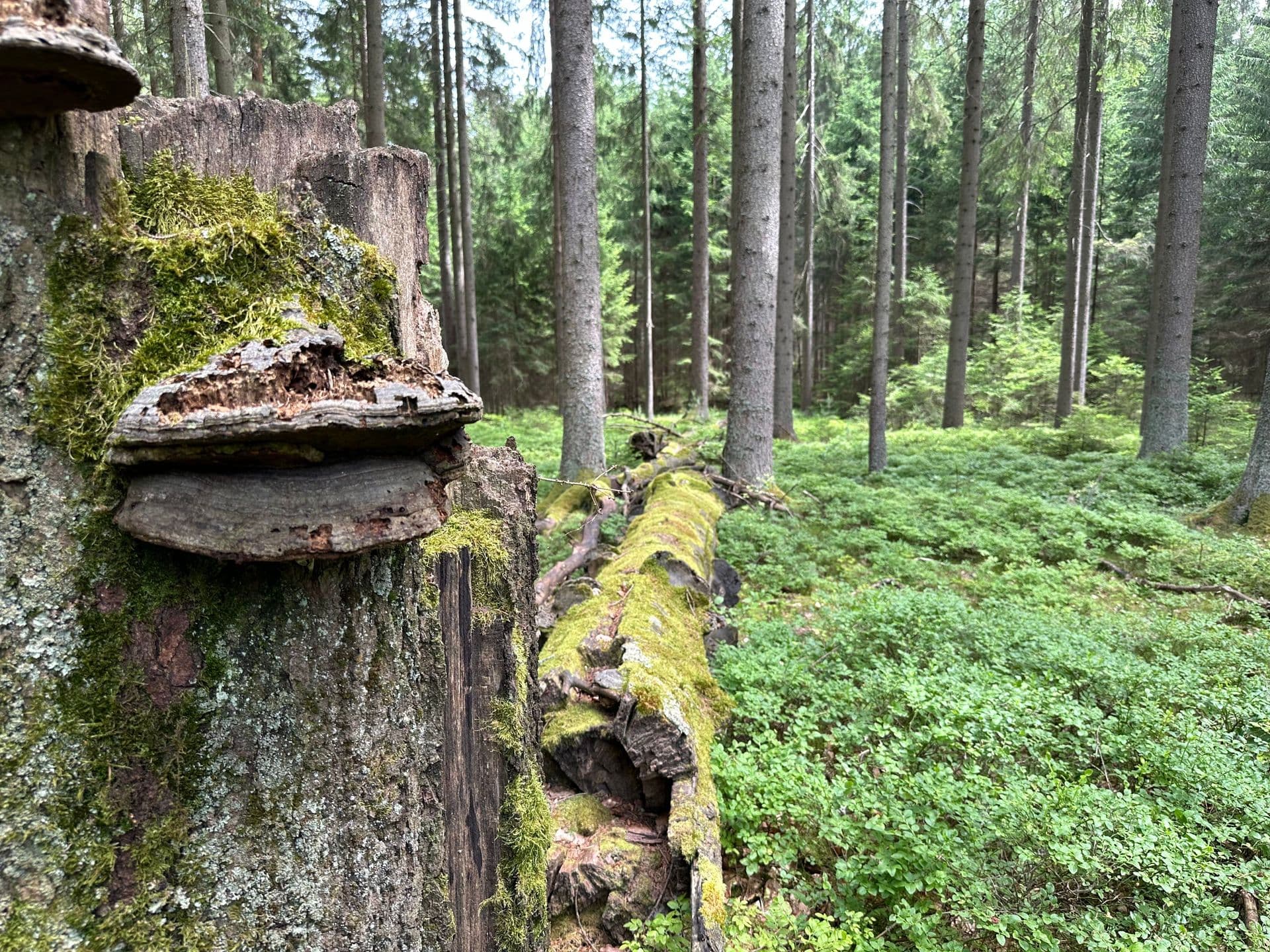Wald-Bild