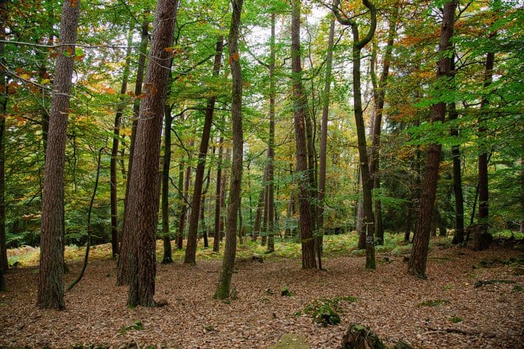 Kiefer Naturverjüngung