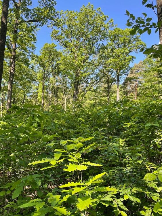 Forest area of the Juliusspital project