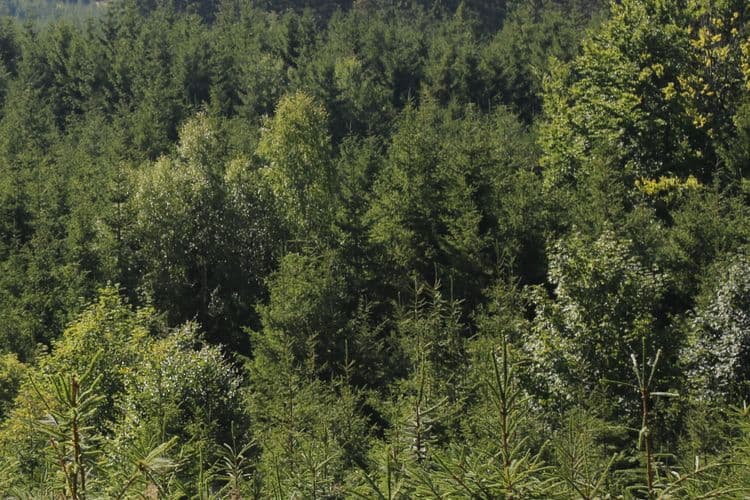 A forest with many young trees
