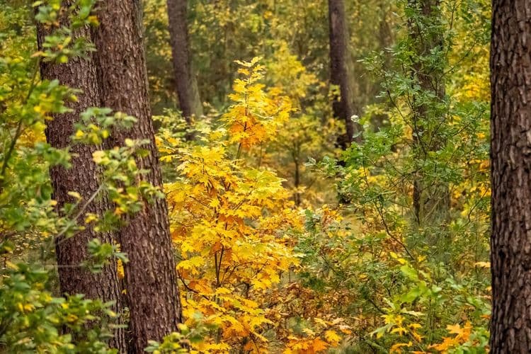 A forest in fall